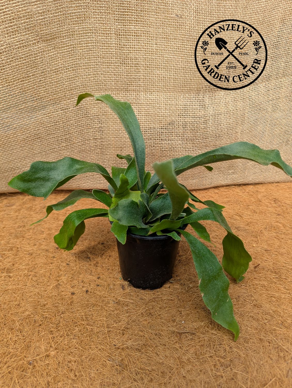 Fern Staghorn 4"