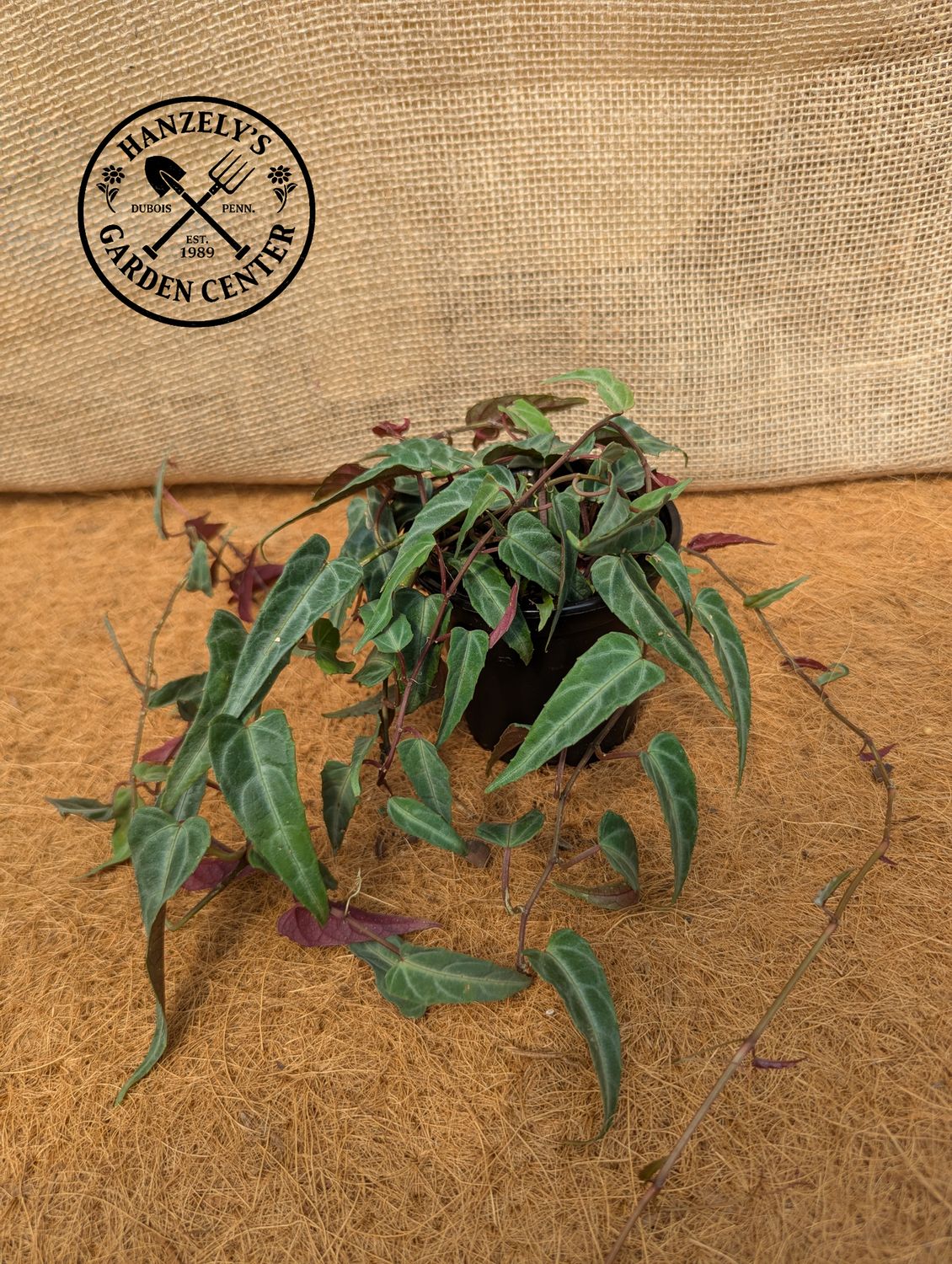 Cissus Jungle Vine 4"