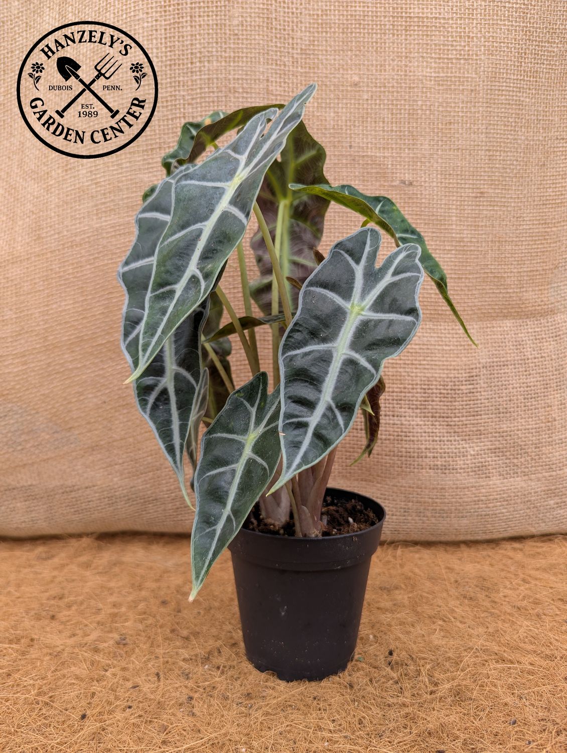 Alocasia Polly 4"