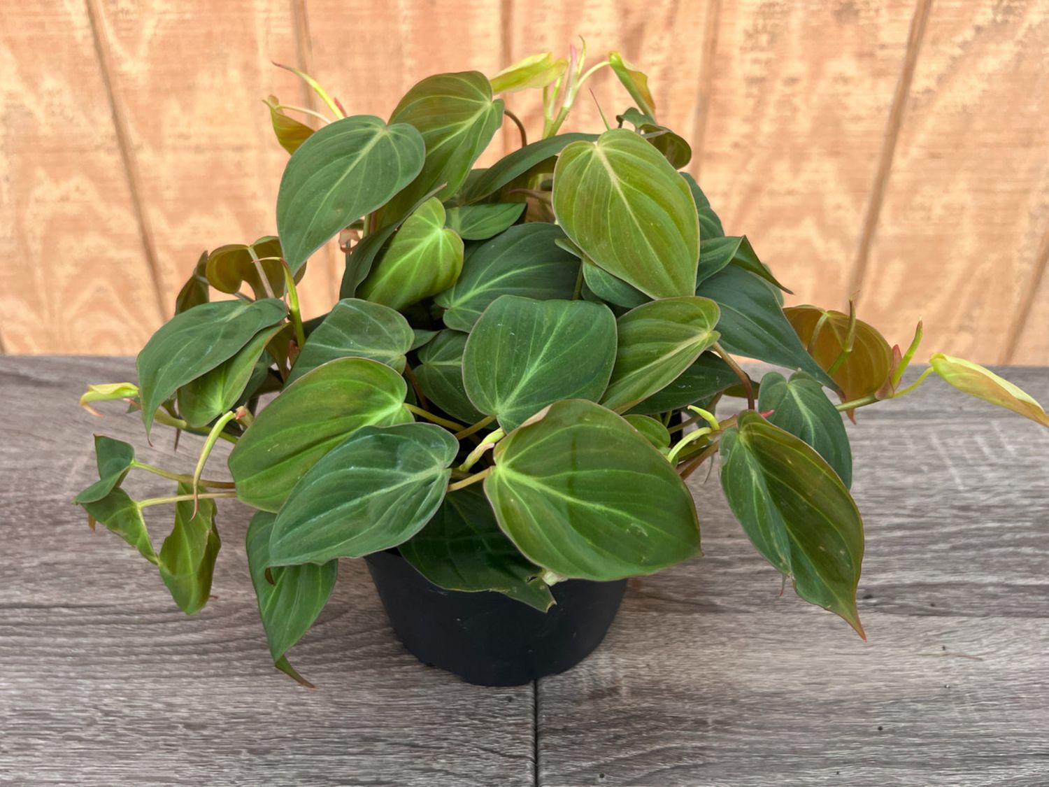 Philodendron Micans 6"