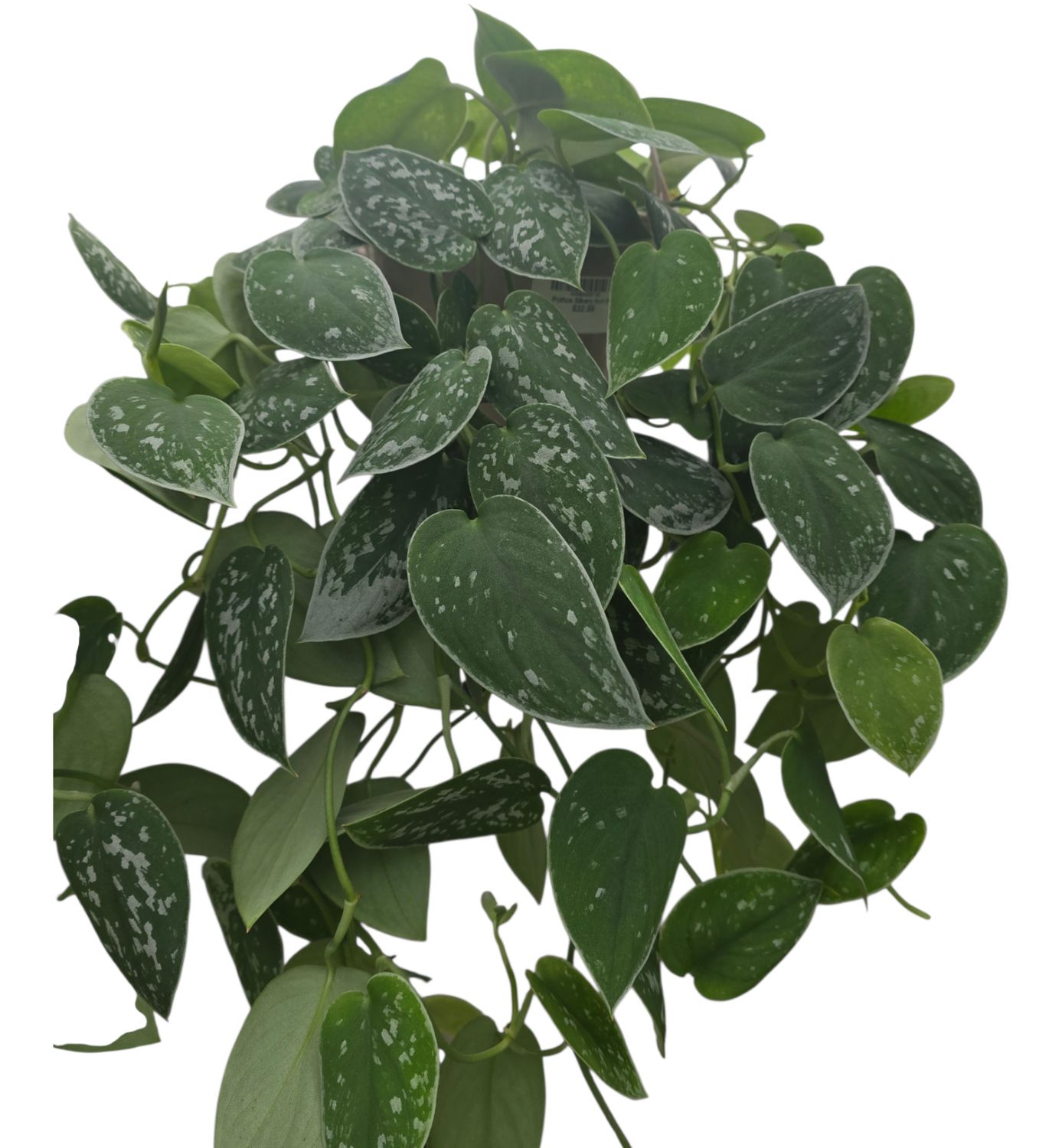 Pothos Silvery Ann HB