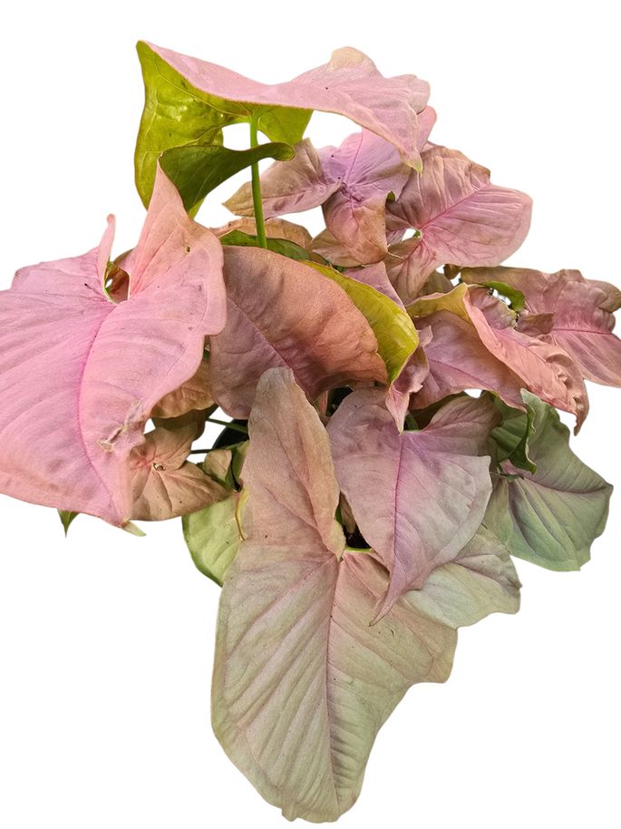 Syngonium Butterfly Pink 6"