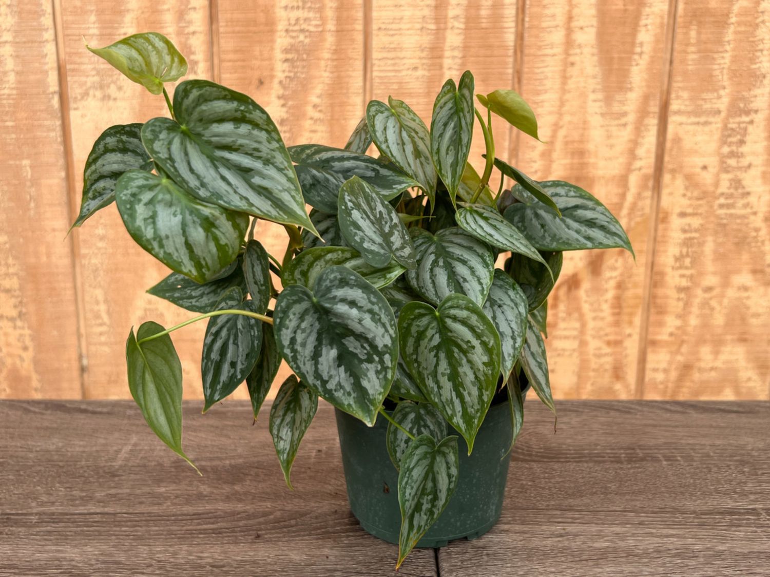 Philodendron Brandtianum 6"