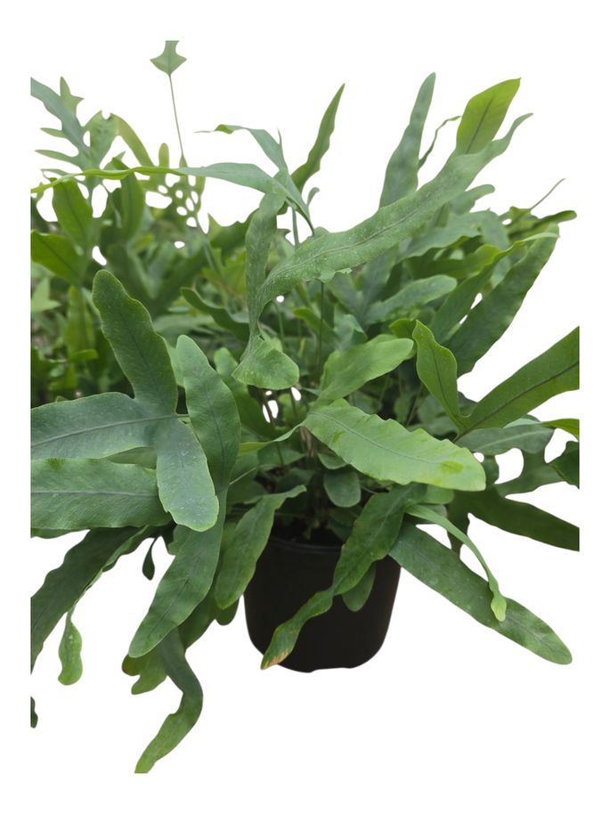 Fern Blue Star 6"