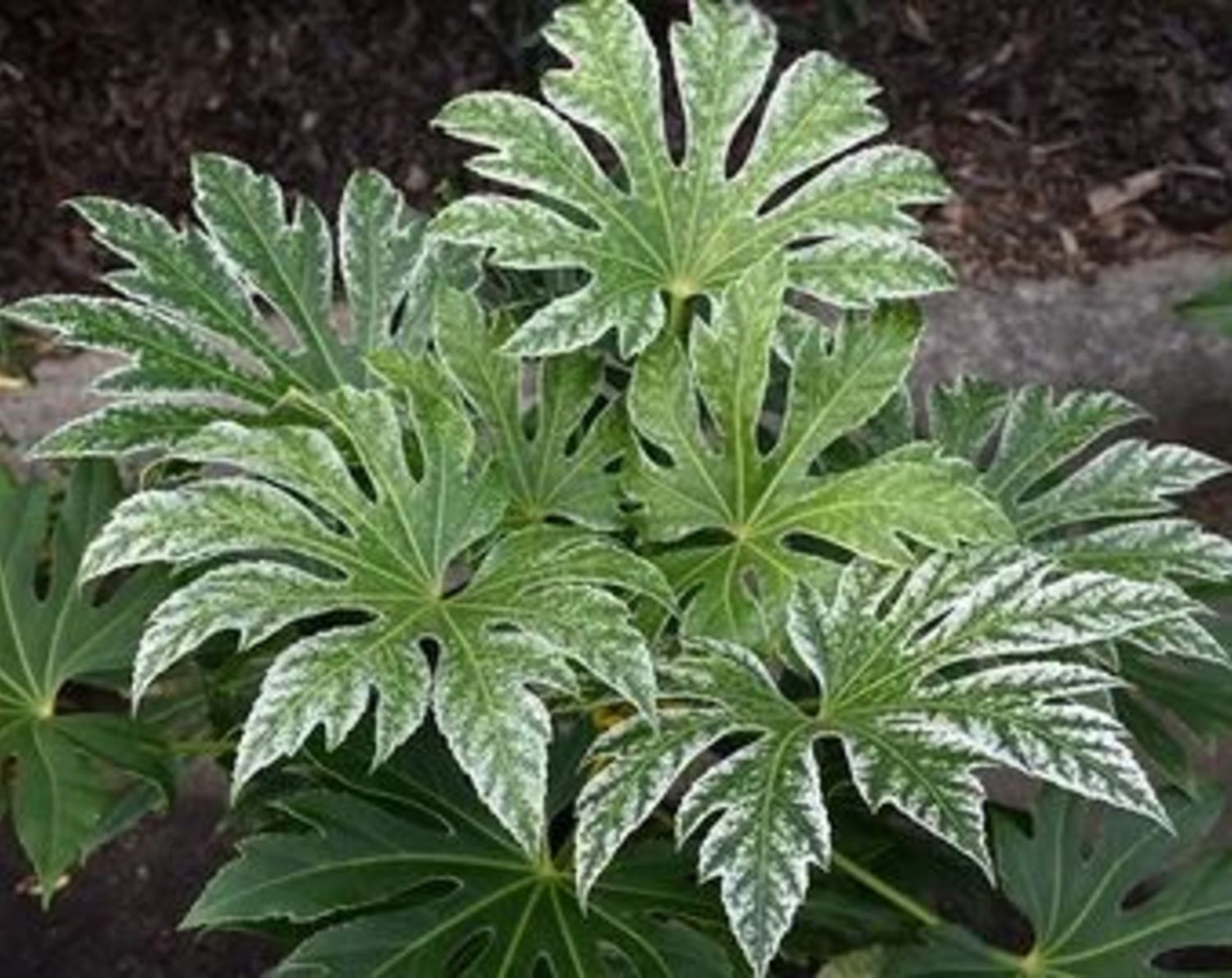 Fatsia Japonica Spiders Web 6"