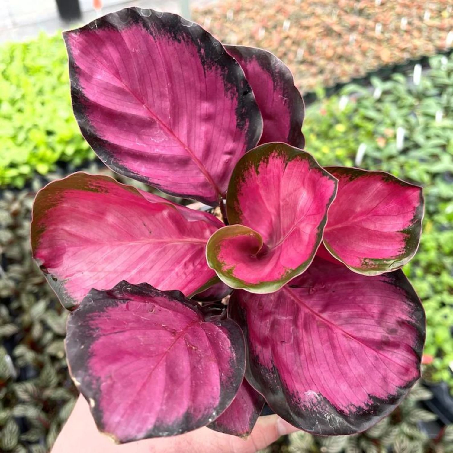 Calathea Purple Rose