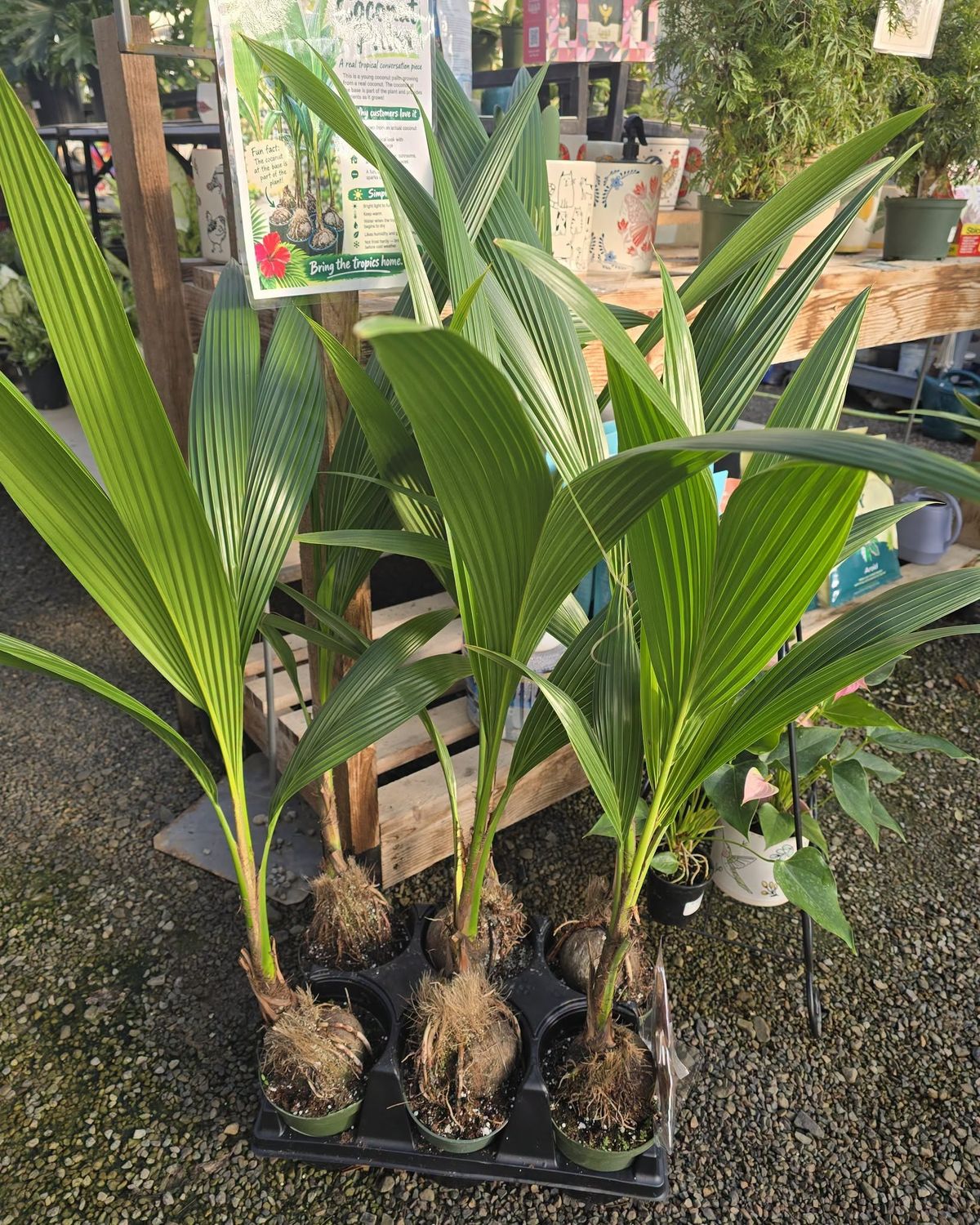 Coconut w/Root Exposed