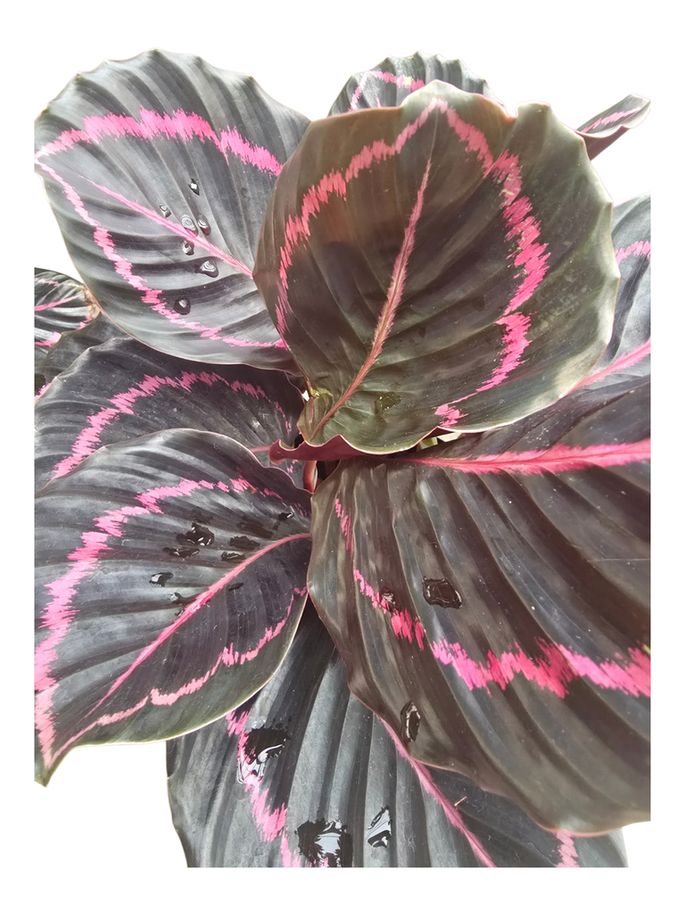 Calathea Dottie 6"