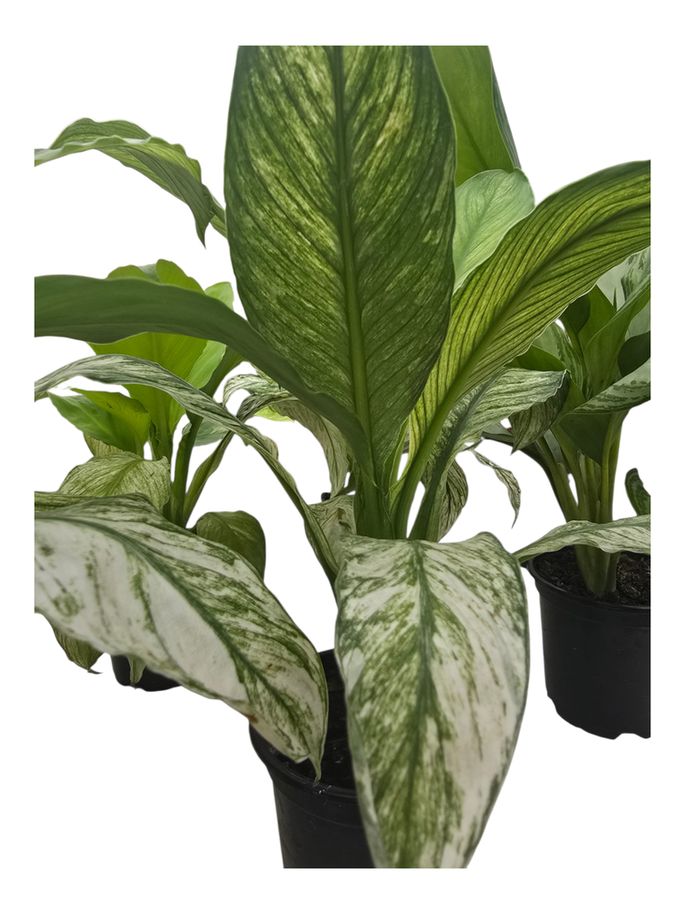 Peace Lily Sensation Variegated 4"