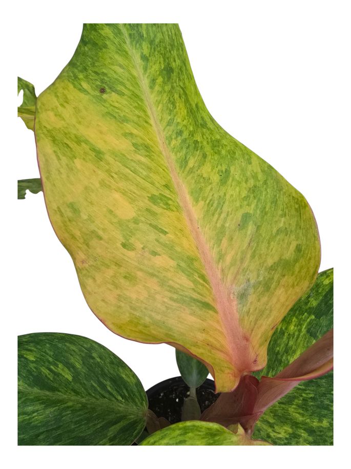Philodendron Orange Marmalade