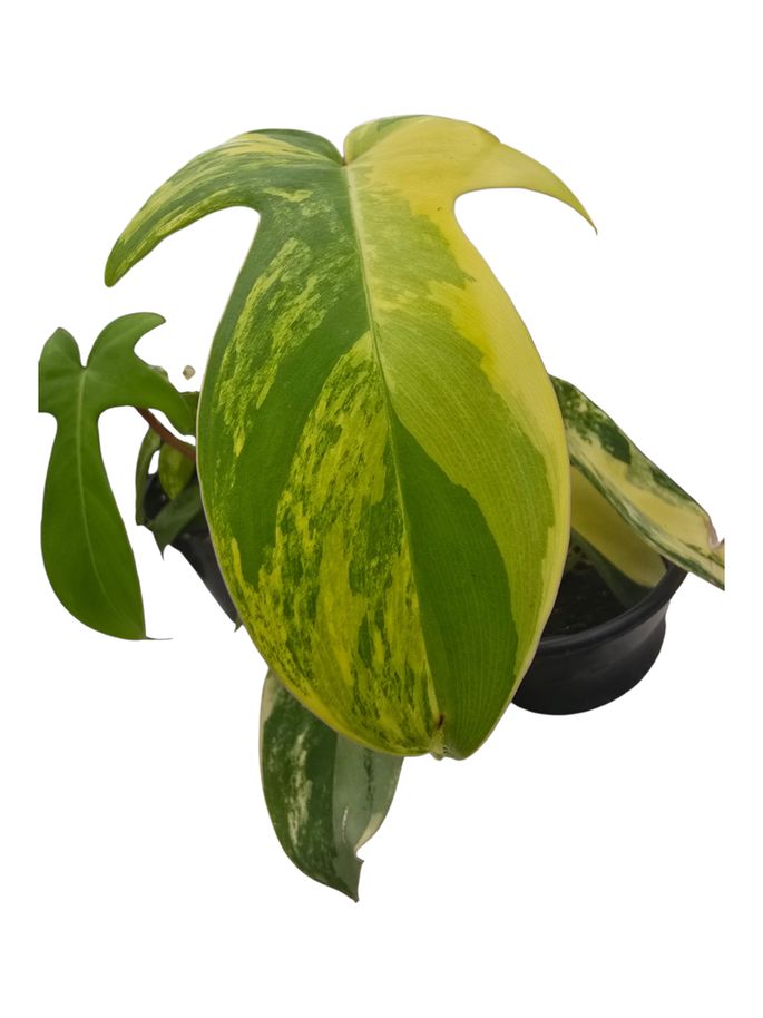 Philodendron Florida Beauty 4"