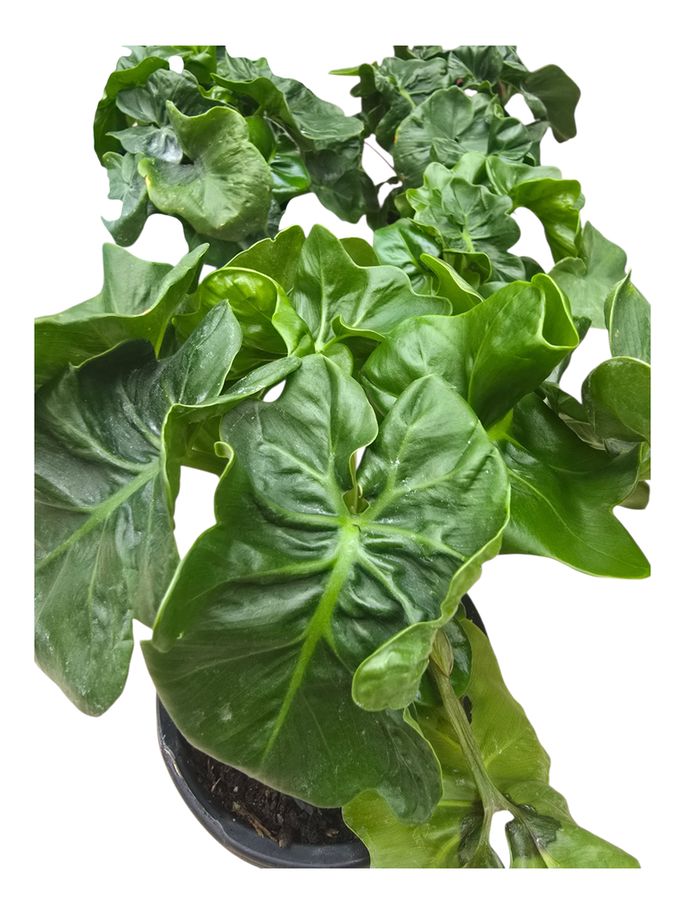 Philodendron Atom 4"