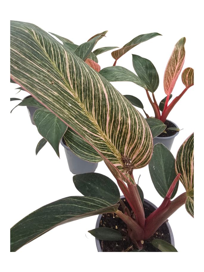 Philodendron Birkin Pink 4"