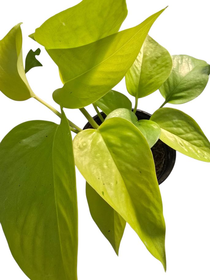 Pothos Neon 4"