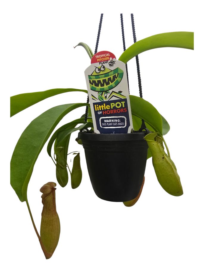 Pitcher Plant HB 4"