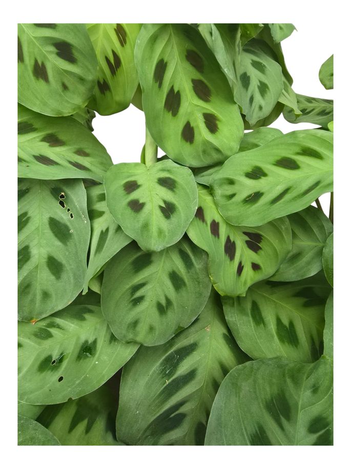 Maranta Green 4"