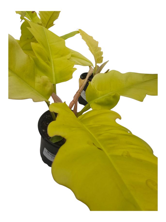 Philodendron Golden Crocodile