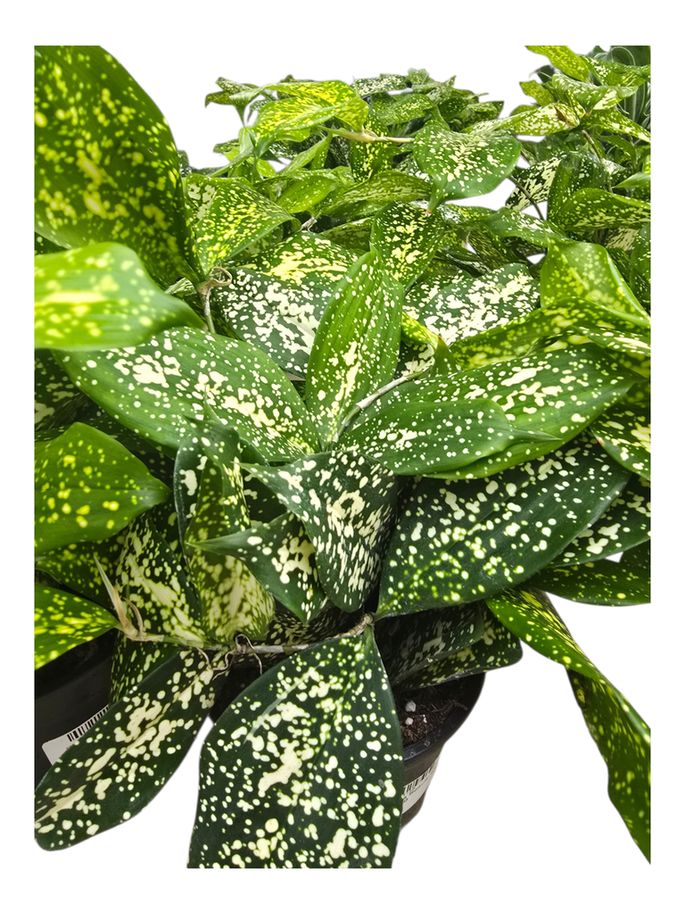 Dracaena Florida Beauty 4"