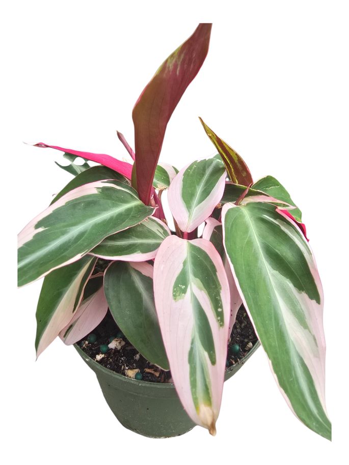 Stromanthe Triostar 4"