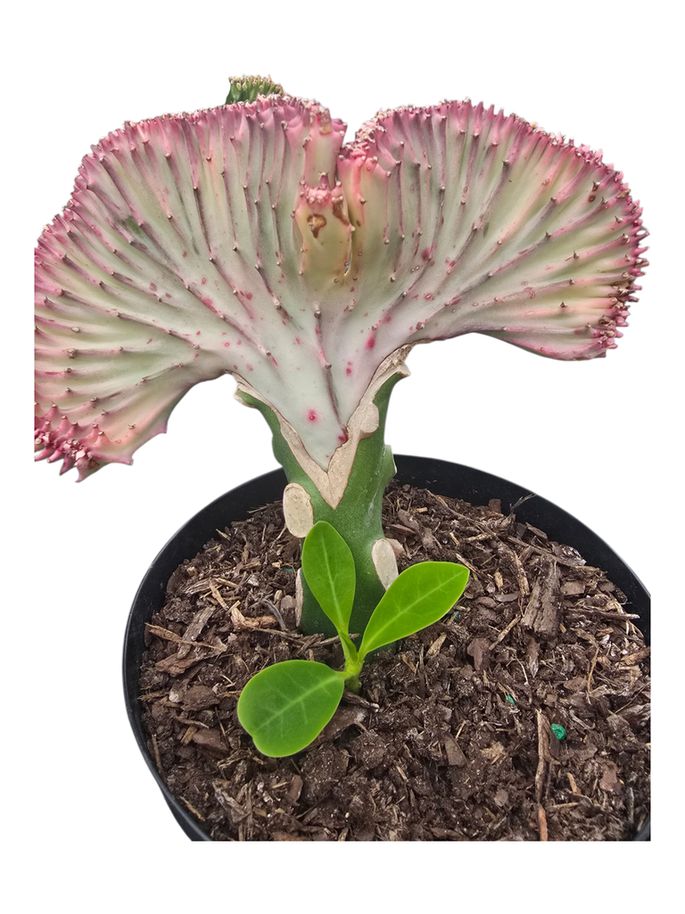 Cactus Euphorbia Grafted Assort 6"