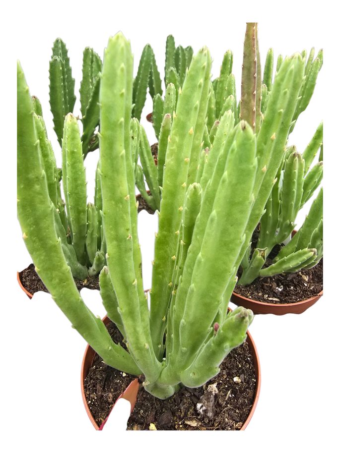 Stapelia Assort 4"