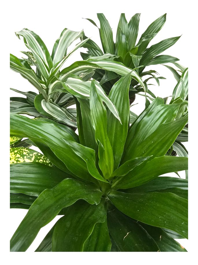 Dracaena Assorted 4"