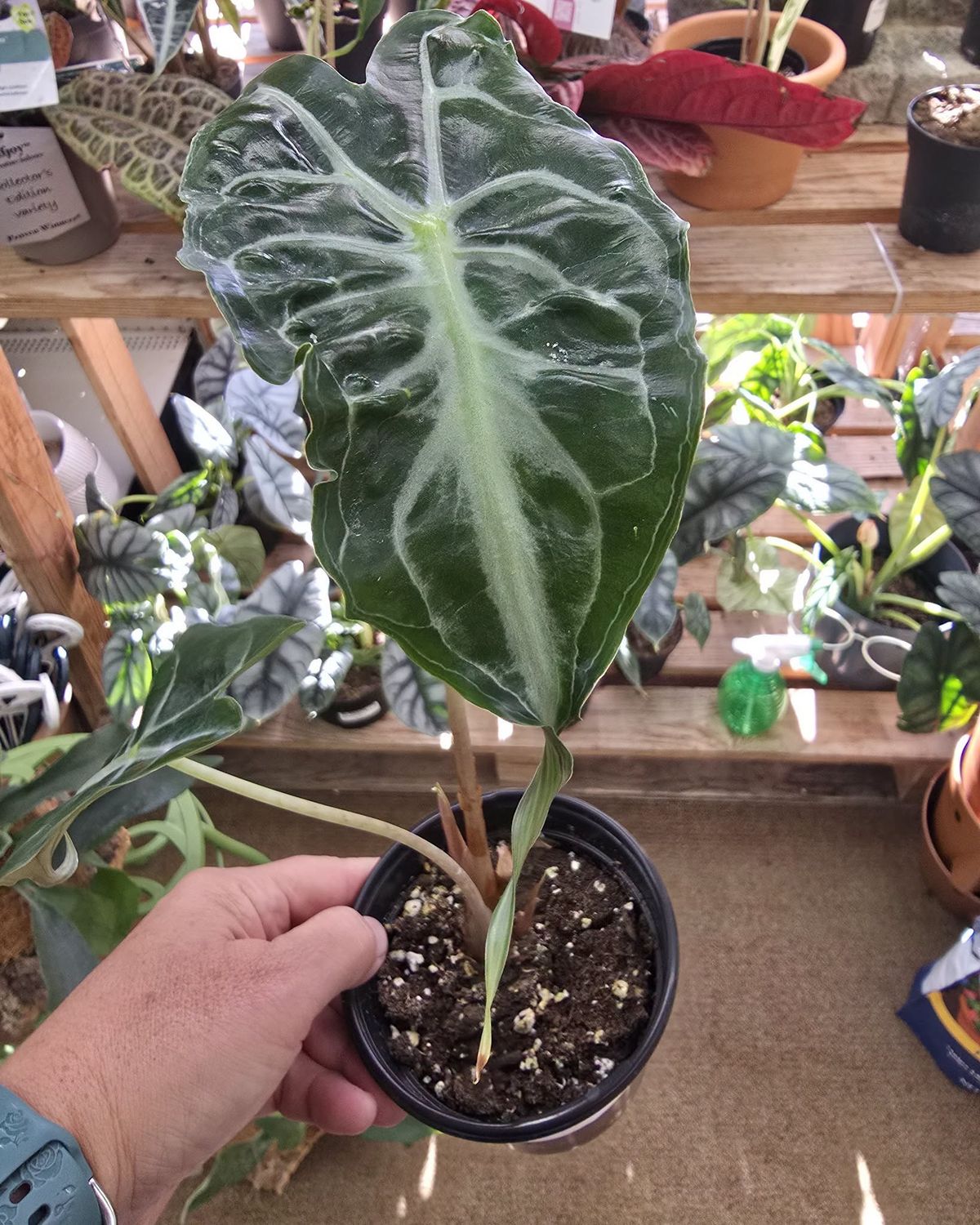 Alocasia Venom 4"