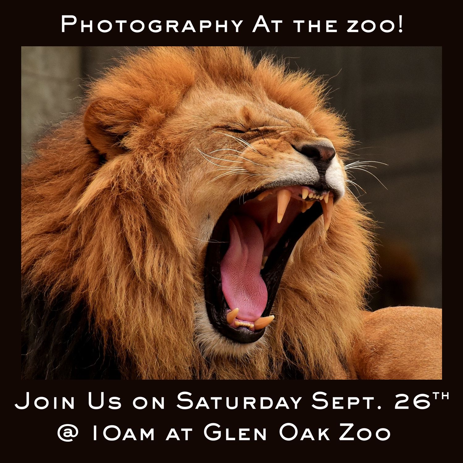 Photography at the Zoo