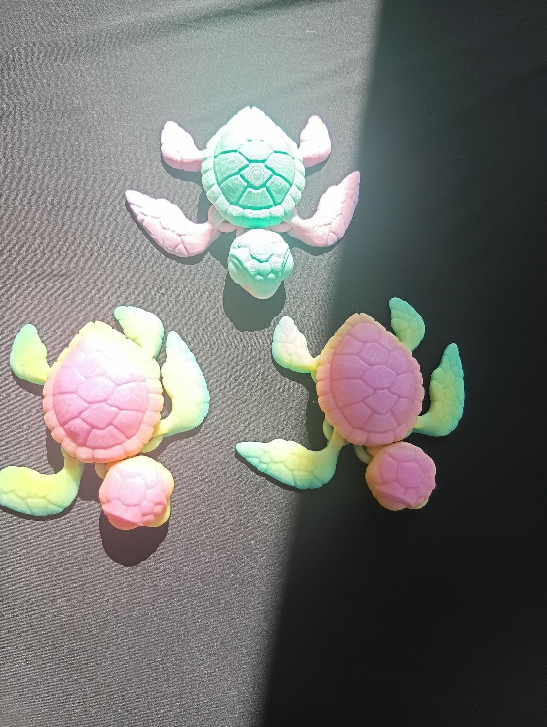 Sea turtles