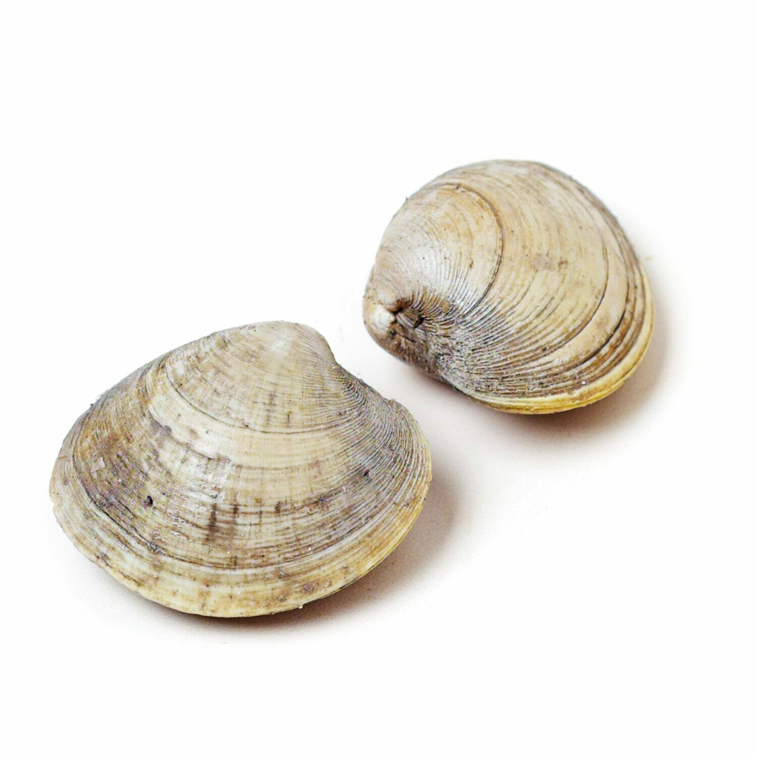 * Frozen Whole Little Neck Clams Cooked USA 12 Clams Per Pack