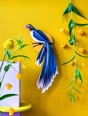 Paradise bird Flores