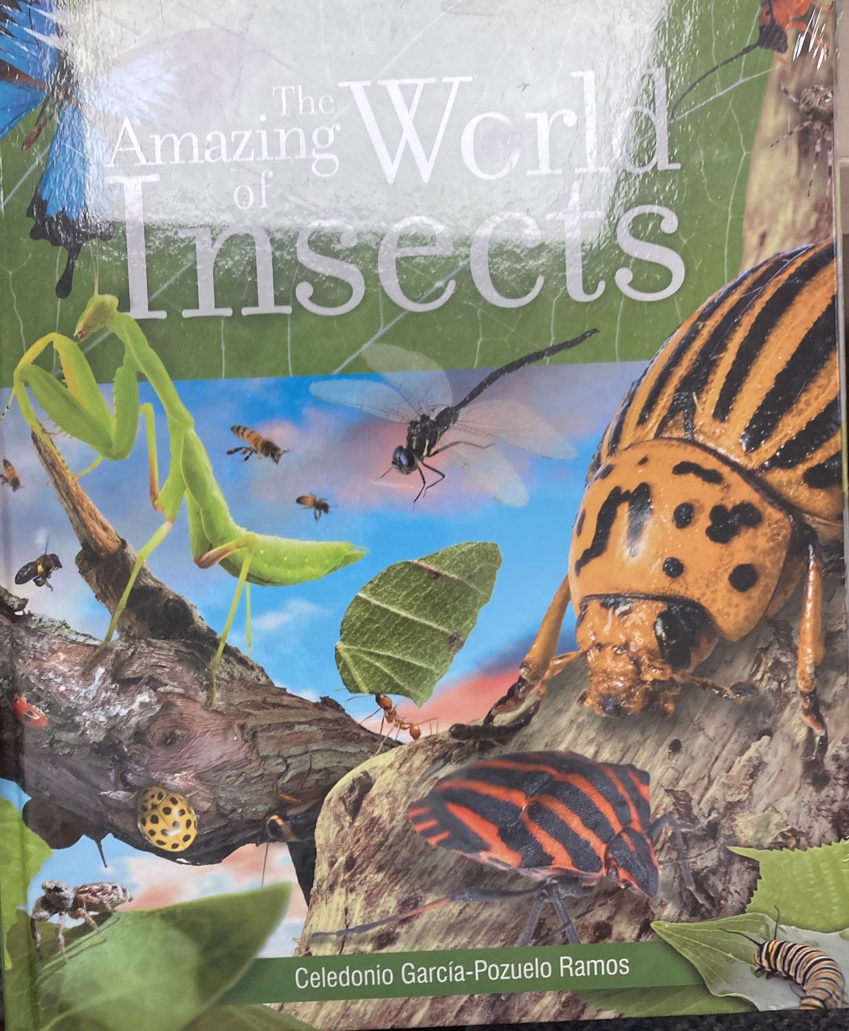 Amazing World of Insects