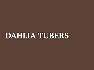 Dahlia Tubers