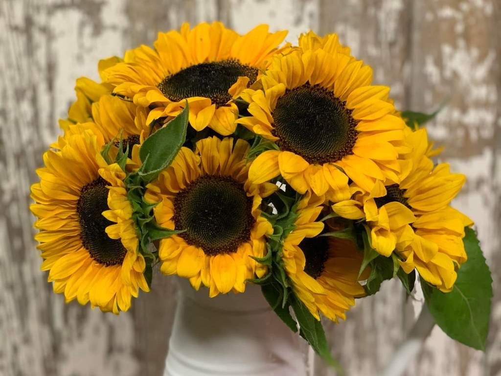 Sunflower Bundle