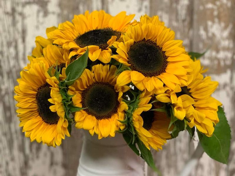 Sunflower Bundle