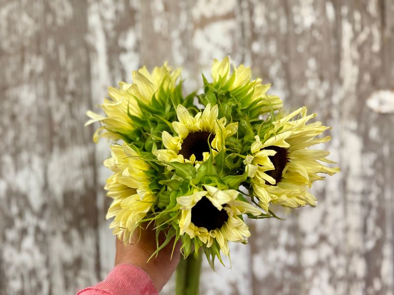 Sunflower Bundle