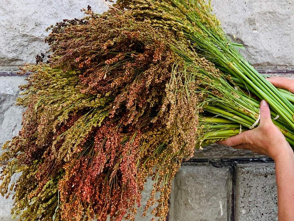 Broom Corn Bundles Broom Corn Bundles