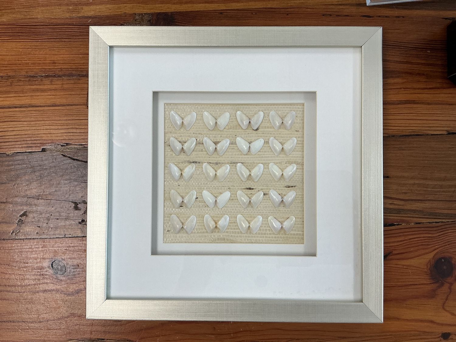Coquina Shells 11x11