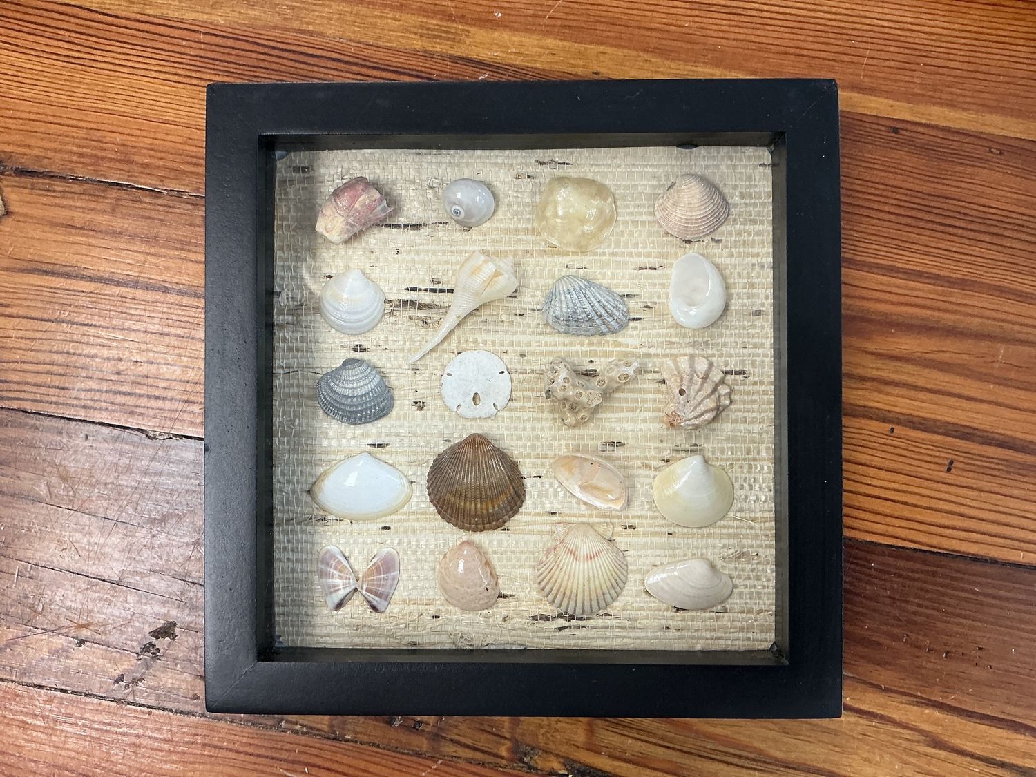 Gulf Coast Shell Sampler 7x7