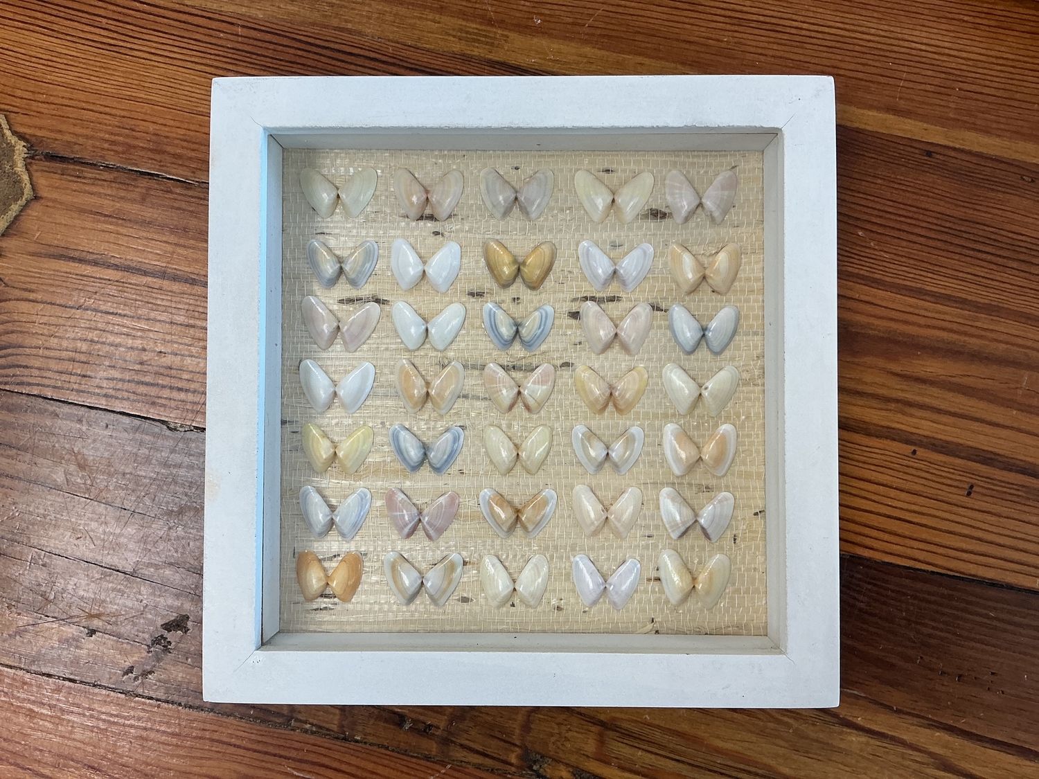 Coquina Shells White Frame 7x7