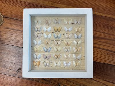 Coquina Shells White Frame 7x7