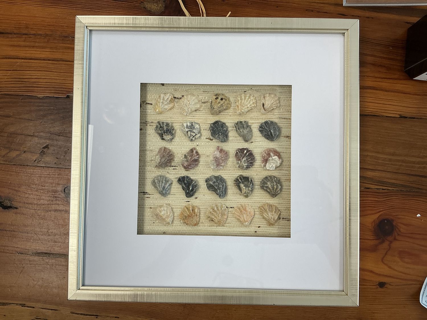 Kitten’s Paws Shells 13x13