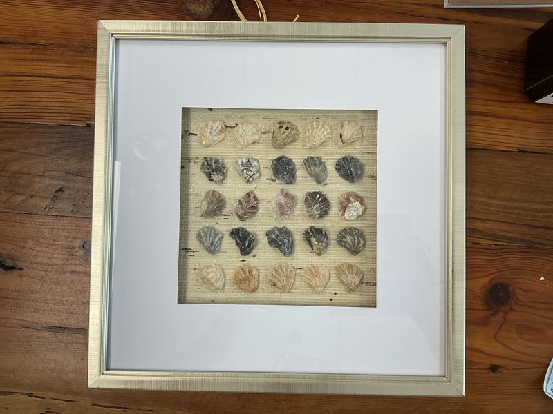 Kitten’s Paws Shells 13x13