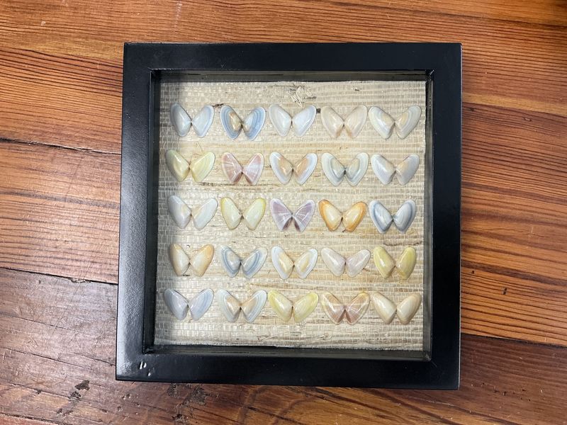 Coquina Shells Black Frame 7x7