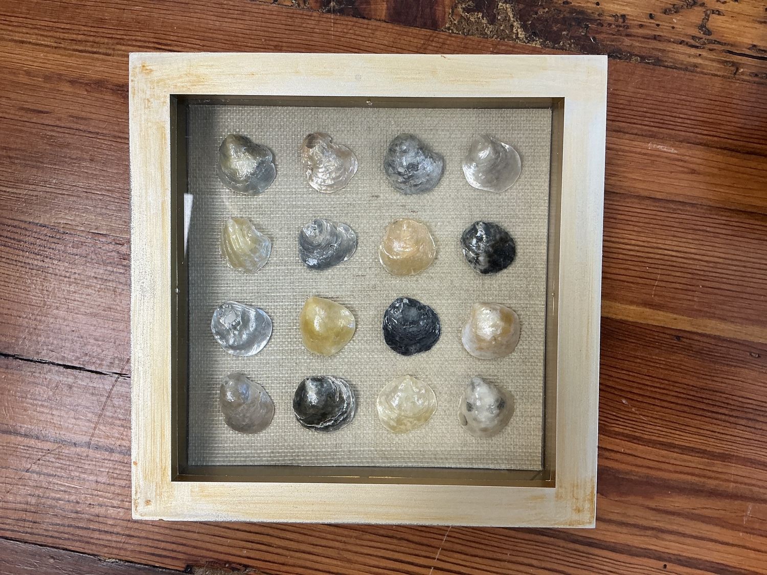 Jingle Shells 7x7