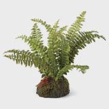 Boston Fern Drop In (7&quot;)