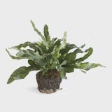 Echeveria Fern Drop-In (11.5&quot;)