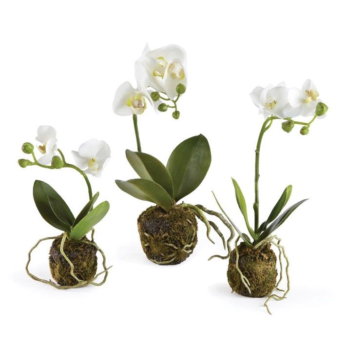 Petite White Orchid