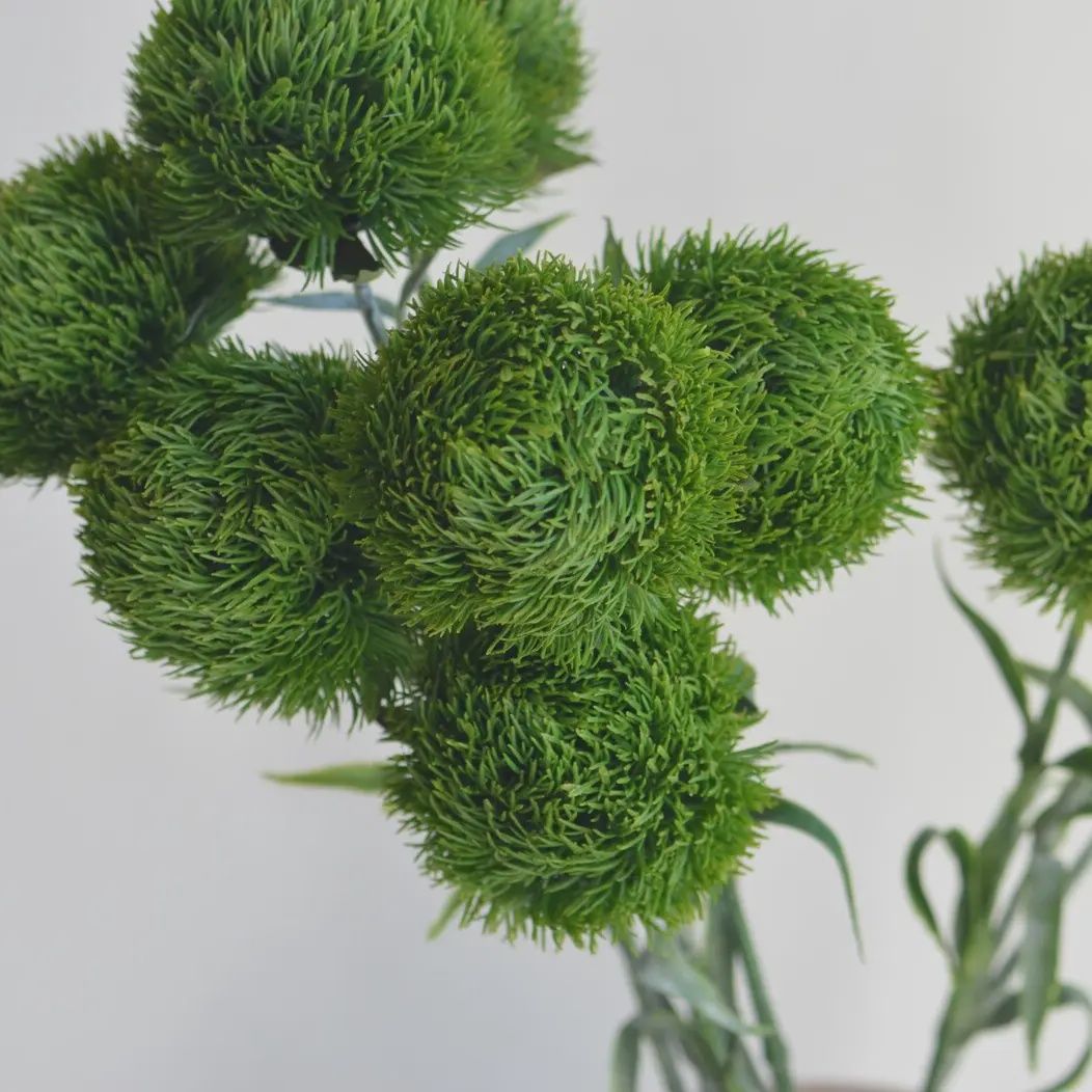 21.5 Realistic Dianthus