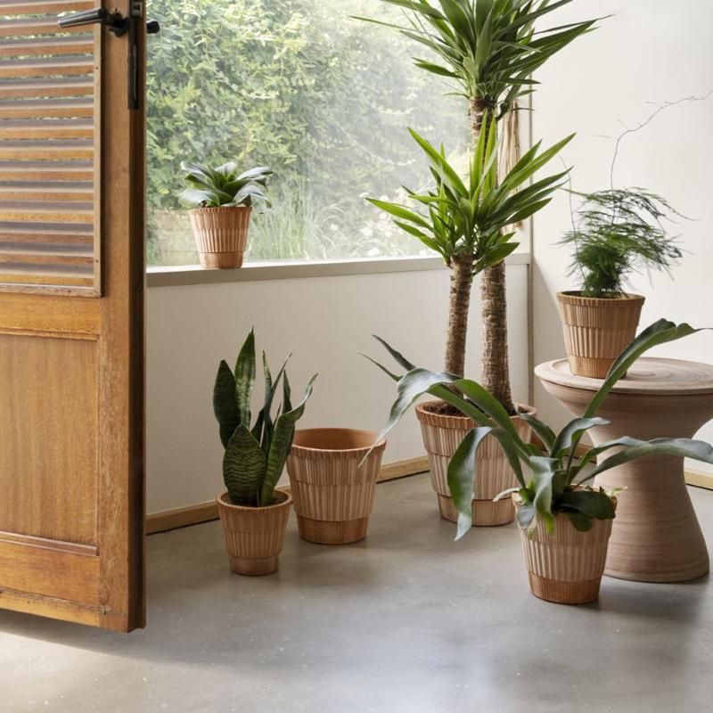 Atlas Rosa 25cm/H9.4